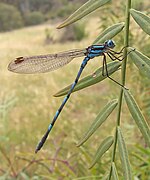 Common blue damselfly02.jpg