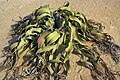 Welwitschia mirabilis