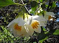 Styrax officinalis