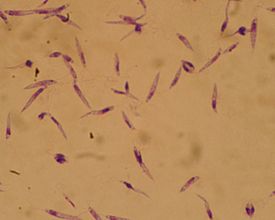 Промастиготы Leishmania major. Окраска по Гимзе, увеличение ×1000.