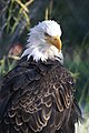 A rescued bald eagle at the conservation center