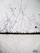 Aspergillus niger hyphae.jpg