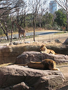 大阪市天王寺動物園 （大阪市天王寺区）