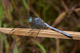 Orthetrum luzonicum-Kadavoor-2016-10-15-001.jpg