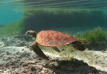 Tortue verte immature dans le lagon.