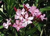 Oleander or Nerium (Harduf)