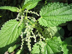 Urtica dioica (Stinging nettle)