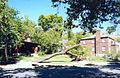 Downed trees from the Salt Lake City, Utah tornado of August 11, 1999