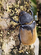 Dynastes hercules (female).jpg