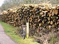 The cycle path in Parkend