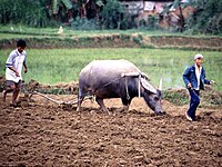 Oryzae cultivatio in Vietnamia.