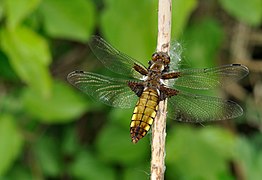 Libellula depressa qtl2.jpg