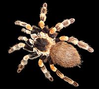 Brachypelma edit.jpg