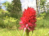 Nigritella rubra Gymnadenia rubra