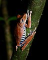 Hypsiboas calcaratus