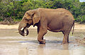 Elefante (Loxodonta africana).