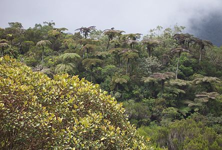 Forêt de Bébour