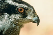 Hønsehauk, Accipiter gentilis