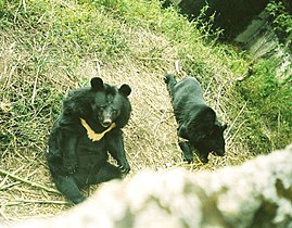 Himalayan black bear.