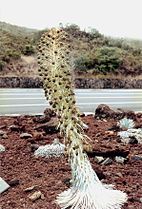 Silversword (Argyroxiphium sandwicense)