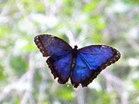 Morpho peleides