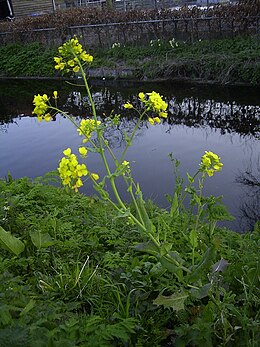 Réparepce (Brassica rapa)