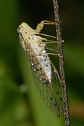 Purana-Kadavoor-2016-06-23-001.jpg