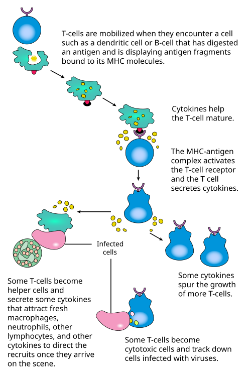 A diagram showing the activation of T cells