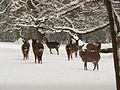 Dybowskihirsche im Winter