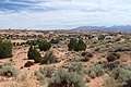 Wüsten-Beifuß (Artemisia filifolia) und Utah-Wachholder (Juniperus osteosperma) am Petrified Dunes Viewpoint