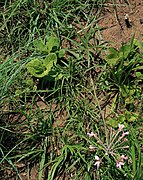 Pelargonium luridum 3.jpg