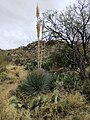 Auf einer Höhe von 1245 m wachsende Sukkulenten am Tanque Verde Ridge Trail / Ostteil