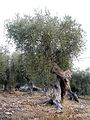 Olive tree near of Lago di Varano