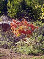 Golden autumn in Karmiel Золотая осень в Кармиэле