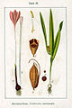 Colchicum autumnale vol. 1 - plate 27 in: Jacob Sturm: Deutschlands Flora in Abbildungen (1796)