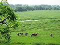 English: Landscape near Opatowiec Polski: Krajobraz okolic Opatowca