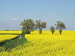 Fält i Brandenburg i Tyskland.