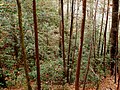 Great laurel thicket in the Pisgah National Forest in North Carolina