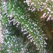 Trichomes Close Cannabis.jpg