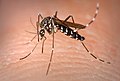 ヒトスジシマカ Aedes albopictus