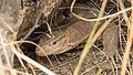 Monitor lizard in Sultanpur National Park