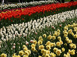 Fiori a Keukenhof