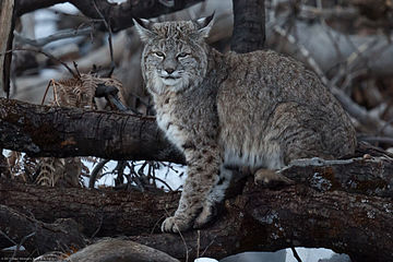 Bobcat (Lynx rufus)