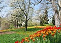 Mainau, mùa hoa tulip