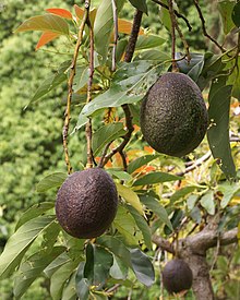 Close-up picture o foliage an avocado fruit