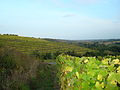 Teres anggur di coteaux du Layon di komun Faye-d’Anjou, Maine-et-Loire, Perancis