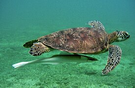 Tortue verte à Mohéli.