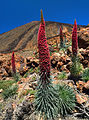 Echium wildpretii