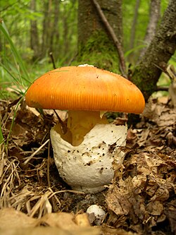 *Oronge (Amanita caesarea)