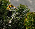 Provincial bird of Northeast Indian region